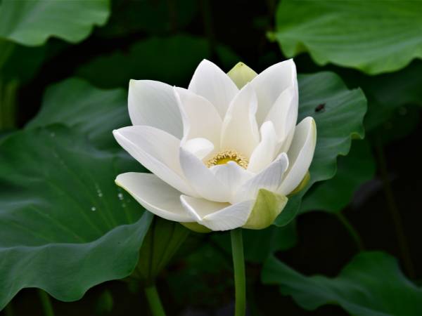 Mơ thấy hoa sen