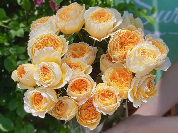 Nằm mơ thấy hoa hồng đánh con gì có điềm báo gì hấp dẫn