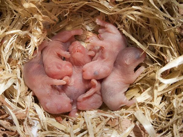 Chuột con số mấy? Bí ẩn giấc mơ thấy chuột con